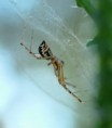 /album/linyphiidae/linyphia-triangularis1-jpg/
